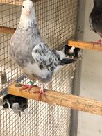 Soror Perzisch/Iraanse duiven, Dieren en Toebehoren, Meerdere dieren, Overige soorten