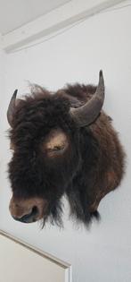 Bizon kop 85cm hoog, Ophalen