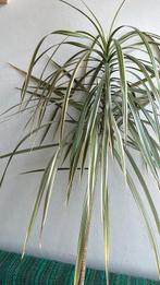 Mooie oude Dracaena Marginata, Ophalen, 100 tot 150 cm, Halfschaduw, In pot