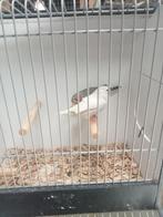Koppel split charcoal zebravinken, Dieren en Toebehoren, Vogels | Overige Vogels, Meerdere dieren, Tropenvogel
