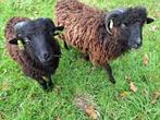 Ouessant Ram, Dieren en Toebehoren, Mannelijk, Schaap