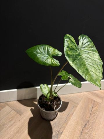 Alocasia Macrorrhiza Variegata Splash P13 beschikbaar voor biedingen