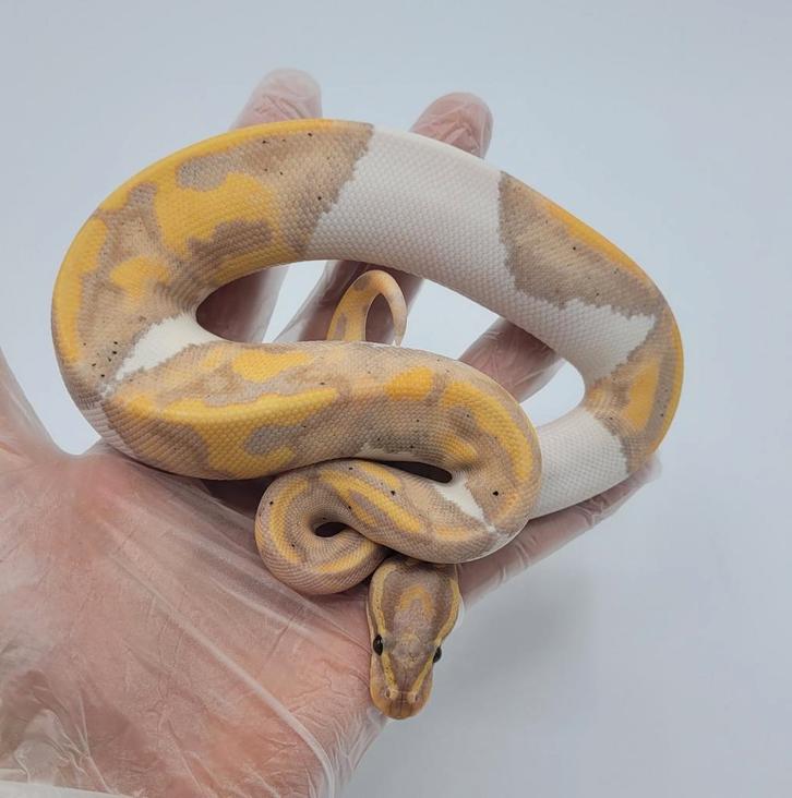 0.1 Banana Piebald (meerdere beschikbaar), Dieren en Toebehoren, Reptielen en Amfibieën, Slang, 0 tot 2 jaar