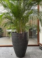 bloempot, Ophalen, 40 cm of meer, Rond, Binnen