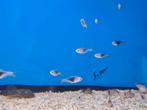Rasbora Heteromorpha Black - Kegelvlekje Gold - Koidreams, Vis, Zoetwatervis