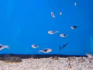 Rasbora Heteromorpha Black - Kegelvlekje Gold - Koidreams beschikbaar voor biedingen