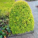 Groene Sierheester, Overige soorten, Volle zon, Vaste plant, Ophalen of Verzenden