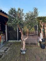 Prachtige kunst olijfboom (echte stam!), Bloeit niet, 100 tot 250 cm, Olijfboom, Ophalen