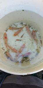 SCHUBINSKINS, Dieren en Toebehoren, Vissen | Vijvervissen, Karper of Koi