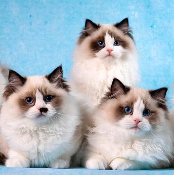 Prachtige Ragdoll kittens | stamboom | geteste ouders | lief beschikbaar voor biedingen