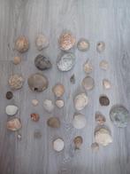Fossiele schelpen (advertentie 2), Verzamelen, Mineralen en Fossielen, Ophalen of Verzenden, Schelp(en)