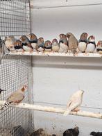 Zebravink mannen, Dieren en Toebehoren, Vogels | Overige Vogels, Mannelijk, Tropenvogel