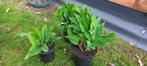 Lelietje van dalen, meiklokje of convallaria 3 euro p. plant, Ophalen, Bodembedekkers, Vaste plant, Halfschaduw