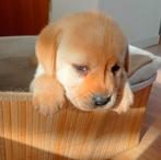 Puppies Labrador Retriever met FCI stamboom, Dieren en Toebehoren, Honden | Retrievers, Spaniëls en Waterhonden, 8 tot 15 weken