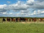 Diverse jonge paarden te koop (3 jarige), Met stamboom, Dressuurpaard, Zadelmak, 3 tot 6 jaar