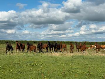 Diverse jonge paarden te koop (3 jarige) beschikbaar voor biedingen