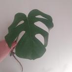 monstera variegata stek te koop, Ophalen, Overige soorten, Halfschaduw, Minder dan 100 cm
