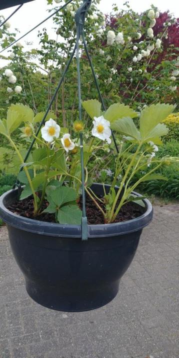 aardbeiplanten in hangpot beschikbaar voor biedingen