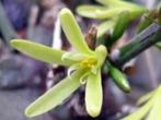 Caudex Adenia Spinosa uit Zuid Afrika 17cm pot, Overige soorten, Ophalen of Verzenden, In pot, Minder dan 100 cm