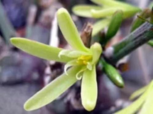 Caudex Adenia Spinosa uit Zuid Afrika 17cm pot, Huis en Inrichting, Kamerplanten, Overige soorten, Minder dan 100 cm, Bloeiende kamerplant