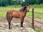 new forest Topper!, Dieren en Toebehoren, E pony (1.48m - 1.57m), Gechipt, Ruin, Dressuurpony