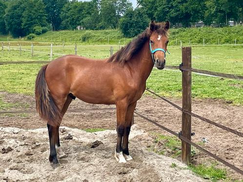 new forest Topper!, Dieren en Toebehoren, Pony's, Ruin, Onbeleerd, E pony (1.48m - 1.57m), Dressuurpony, 0 tot 2 jaar, Met stamboom