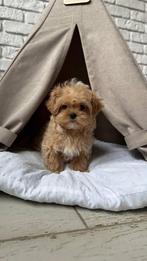 Exclusieve Maltipoo F1 Micro pup (Maltezer/Toy Poedel), Fokker | Hobbymatig, Rabiës (hondsdolheid), Overige rassen, 8 tot 15 weken
