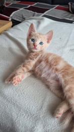 Laatste 1 Blauwe Rus kruising kittens – volledig ingeënt, Meerdere dieren, Kortharig, 0 tot 2 jaar