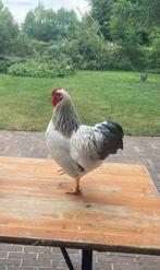 Wyandotte haan te koop half jaar oud, Dieren en Toebehoren, Pluimvee, Mannelijk, Kip
