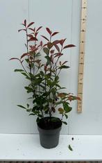 Photinia fras red robin glansmispel in pot, Tuin en Terras, Planten | Struiken en Hagen, Ophalen of Verzenden, Overige soorten