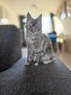 Gezocht dekkater maine coon, Dieren en Toebehoren, Meerdere dieren, Langharig