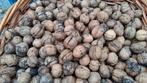 Verse walnoten 3 euro per kilo!!, Ophalen