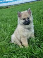 Wolfsgrauwe keeshond pup, Dieren en Toebehoren, Honden | Poolhonden, Keeshonden en Oertypen, Keeshond, Reu, 8 tot 15 weken, Eén hond
