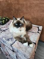 Prachtige Ragdoll poes Mia., Dieren en Toebehoren, Katten en Kittens | Raskatten | Langhaar, Poes, Gechipt, 0 tot 2 jaar