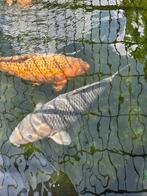 Soragoi chagoi koi, Karper of Koi