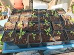 Moestuinplanten tomaten, sla, andijvie, peper,bloemen, Tuin en Terras, Ophalen, Volle zon, Groenteplanten, Eenjarig