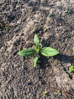 Biologische Aardpeer plantjes te koop, Tuin en Terras, Planten | Tuinplanten, Ophalen, Volle zon, Zomer, Groenteplanten