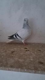 Hamburgersticken meeuwen., Meerdere dieren, Overige soorten