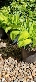 Verschillende Hosta's, Ophalen, Zomer, Overige soorten, Halfschaduw