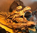 Baby dwerg baardagaam - pogona henrylawsoni -dwergbaardagaam, Dieren en Toebehoren, Hagedis, Tam, 0 tot 2 jaar