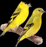 Gezocht koppel yarrel sijs, Meerdere dieren