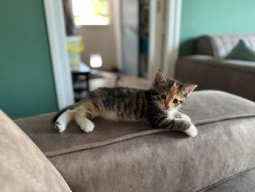 Lieve kittens te koop beschikbaar voor biedingen