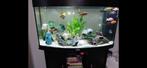 Aquarium juwel 180 met Helialux  LED 920 verlichting en een, Dieren en Toebehoren, Vissen | Aquaria en Toebehoren, Ophalen, Zo goed als nieuw