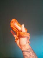 1.0 Boa ci  schitterende hypo morph nk24, Slang