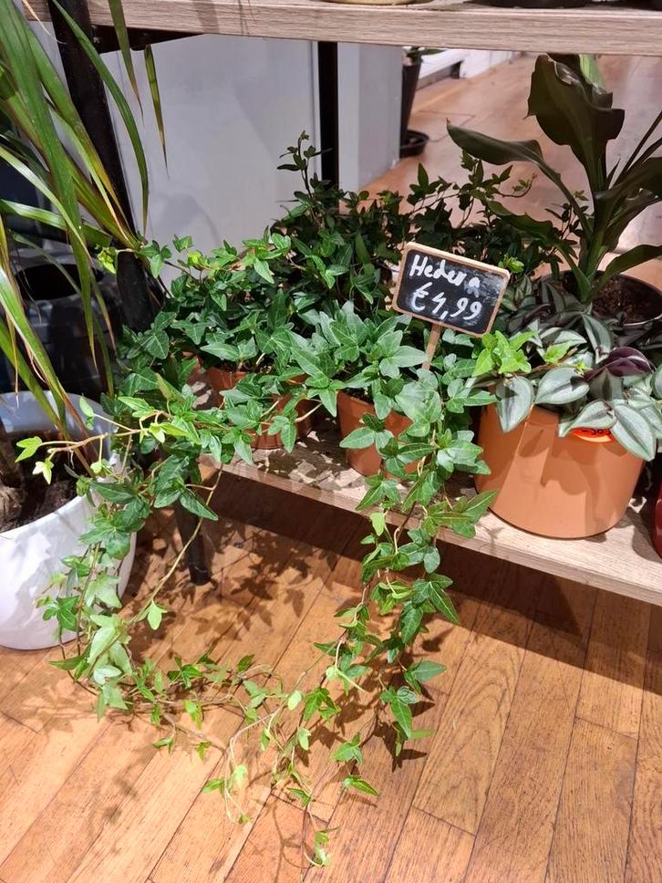 Hedera Helix, Huis en Inrichting, Kamerplanten, Overige soorten, Minder dan 100 cm, Groene kamerplant, Halfschaduw, In pot, Ophalen of Verzenden