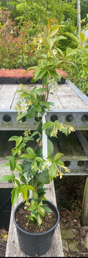 Toscaanse jasmijn in de maat 100/125 €12,99en 125/150€14,95, Tuin en Terras, Planten | Struiken en Hagen, Overige soorten, 100 tot 250 cm