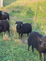 Ouessant Ram Lam stamboek ARR*ARR, Dieren en Toebehoren, Schapen, Geiten en Varkens, Mannelijk, Schaap