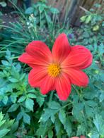 Te koop Dahlia’s, Ophalen of Verzenden, Volle zon, Knol