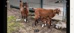 Boeren Bok geit Lamm., Meerdere dieren, Geit, 0 tot 2 jaar