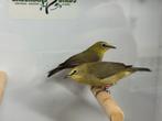 Senegal brilvogel - Zosterops senegalensis, Dieren en Toebehoren, Vogels | Overige Vogels, Meerdere dieren, Tropenvogel, Geringd